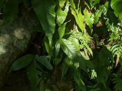 Tectaria harlandii