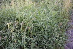 Cyperus mindorensis