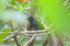 Thamnophilus bridgesi