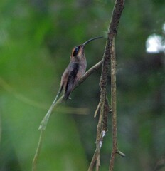 Phaethornis eurynome