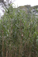 Phragmites vallatoria