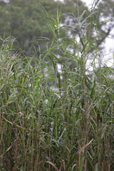Phragmites vallatoria