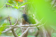 Thamnophilus bridgesi