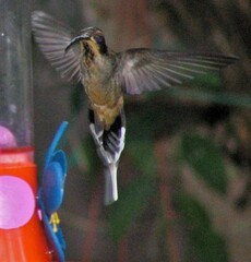 Phaethornis eurynome