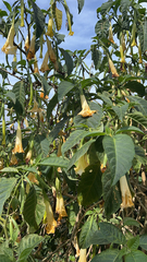 Brugmansia arborea