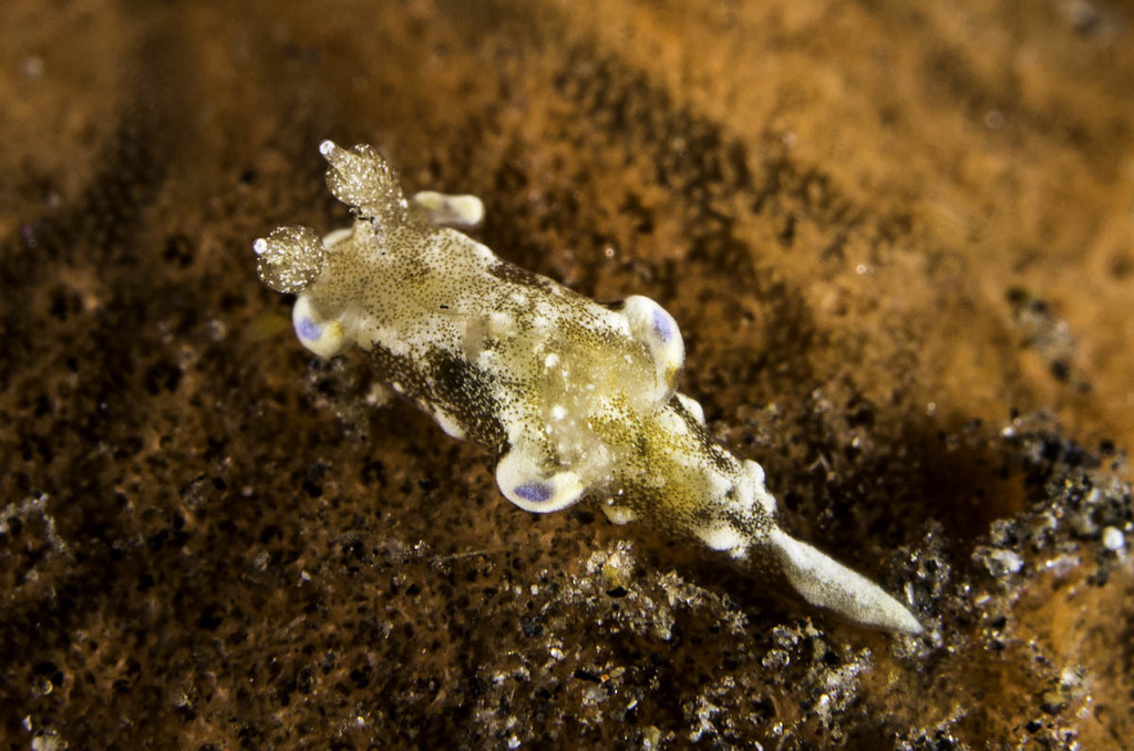 Blue-banded Pump Dorid