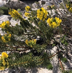 Cyclopia genistoides