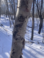 Betula cordifolia