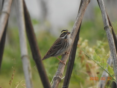 Emberiza chrysophrys