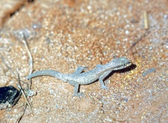 Tropiocolotes tripolitanus