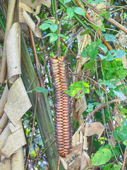 Heliconia mariae image