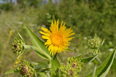 Inula helenium