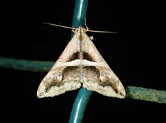 Melipotini