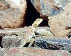 Agama sankaranica