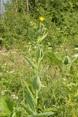 Inula helenium