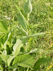 Inula helenium