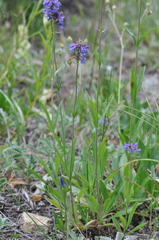 Penstemon procerus