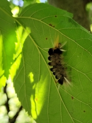 Halysidota ruscheweyhi