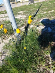 Thelesperma filifolium