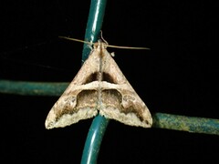 Melipotini