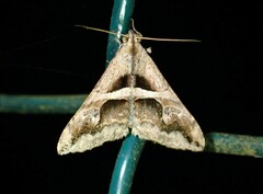 Melipotini