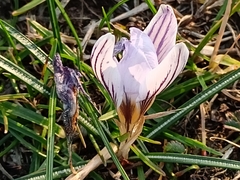 Crocus biflorus