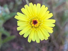 Malacothrix glabrata