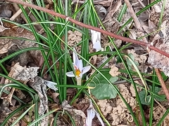 Crocus biflorus