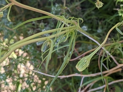 Malacothrix glabrata