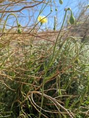 Malacothrix glabrata