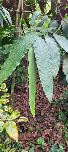 Kayea observed 2023-02-11