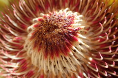 Protea effusa