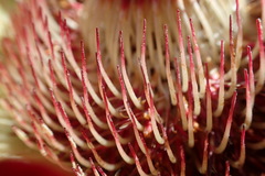 Protea effusa