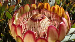 Protea effusa