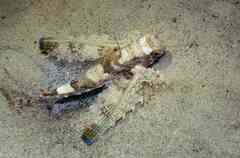 Dactylopterus volitans