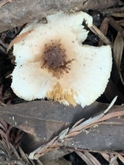 Lepiota castaneidisca