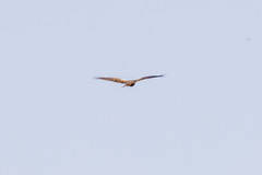 Circus aeruginosus