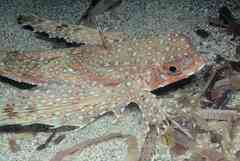 Dactylopterus volitans