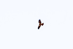 Circus aeruginosus