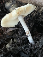 Lepiota castaneidisca