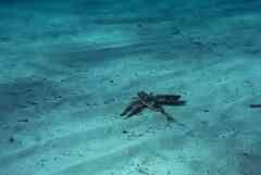 Dactylopterus volitans