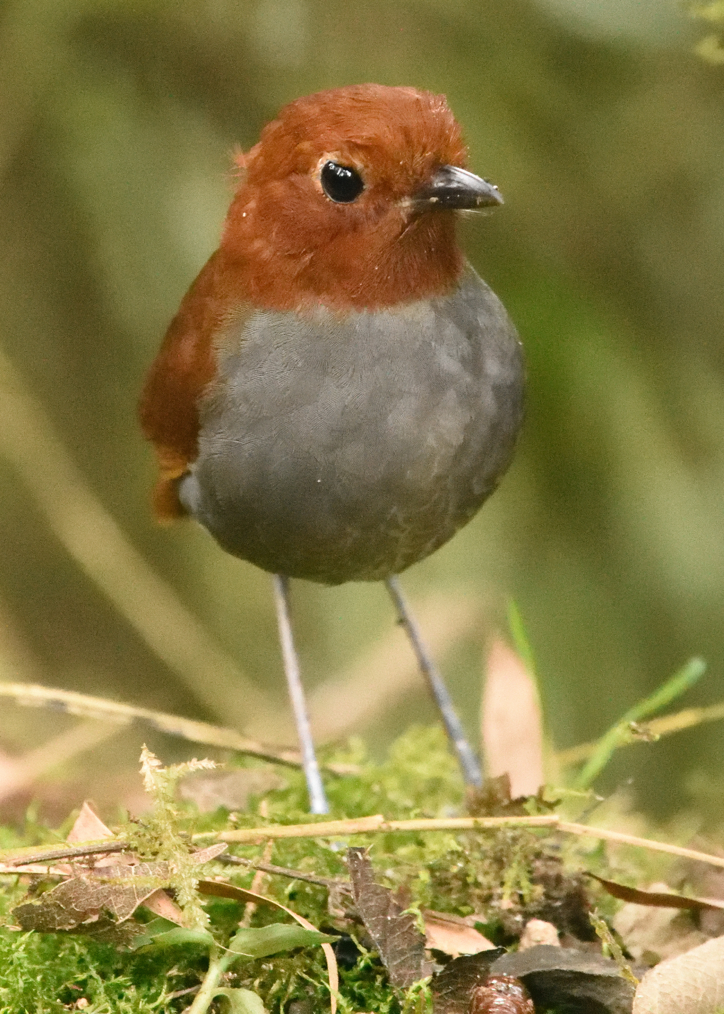 Bicolored Antpitta (Grallaria rufocinerea), photo 8