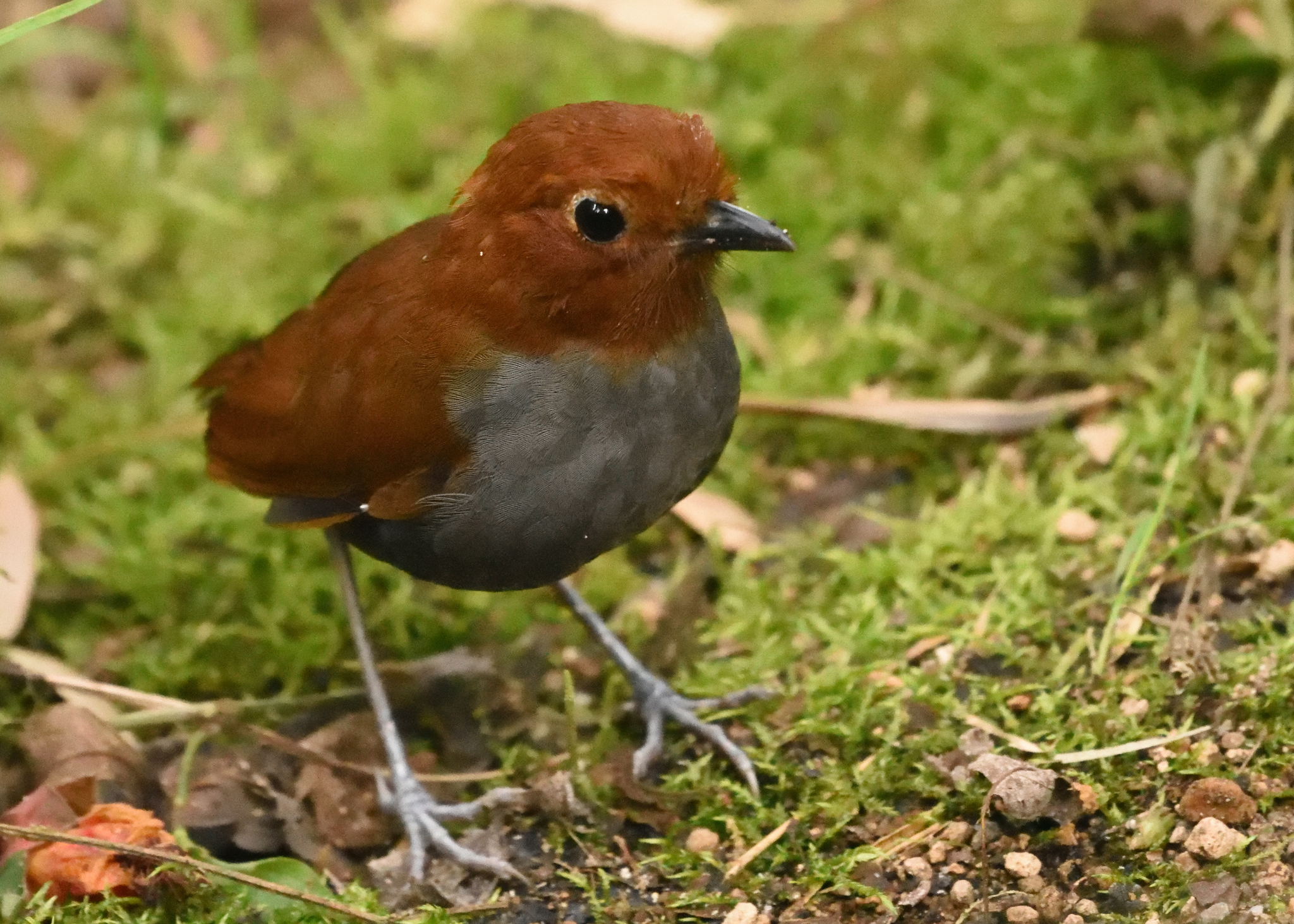 Bicolored Antpitta (Grallaria rufocinerea), photo 9