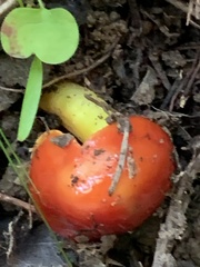 Hygrocybe laetissima