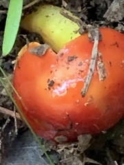 Hygrocybe laetissima