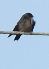 Orochelidon murina