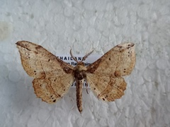 Hyposidra infixaria