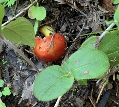 Hygrocybe laetissima