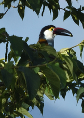 Andigena nigrirostris