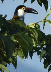 Andigena nigrirostris